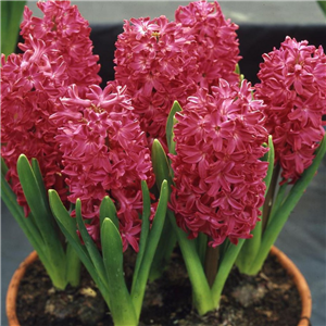Hyacinth 'Jan Bos'. Loose Bulbs